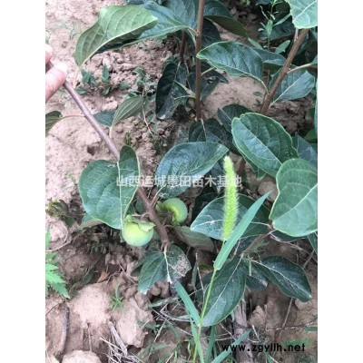 蘋果苗價格·山西蘋果苗價格·紅富士蘋果苗價格產(chǎn)地圖片