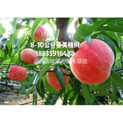 今年山楂樹苗價(jià)格·今年山楂苗報(bào)價(jià)·今年山西山楂樹小苗報(bào)價(jià)