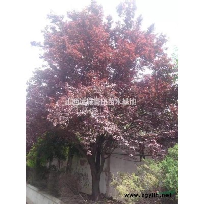 8公分山楂樹8-15公分山楂樹低價(jià)出售·占地山楂樹價(jià)格產(chǎn)地