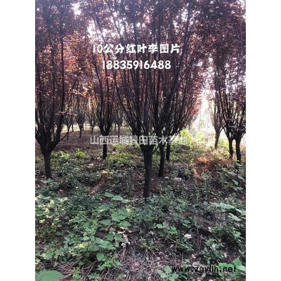 大量供應8-10公分山楂樹·12公分全冠山楂樹·占地山楂樹價