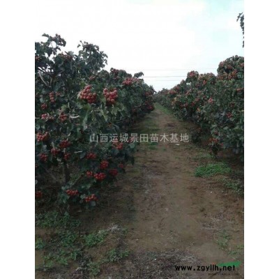 緊急8-15公分國槐·急售8-15公分國槐價格·國槐全冠供應
