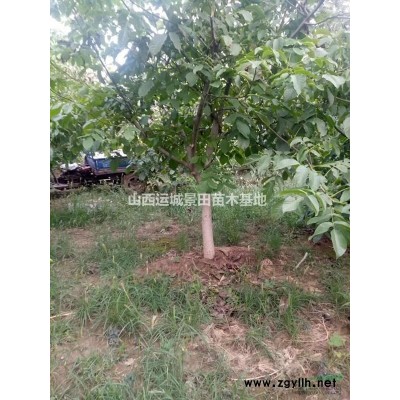 *新核桃樹報價·地徑10公分15公分18公分核桃樹價格供應