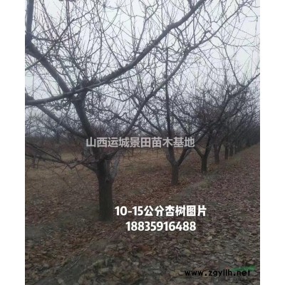 現在8公分山楂樹·現在10公分山楂樹價格圖片·8公分山楂樹