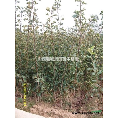 *新60公分白皮松價格·*新60公分白皮松價格供應山西絳縣
