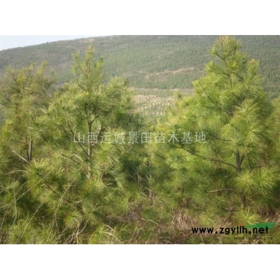 緊急出售5公分山楂樹(shù)6公分山楂樹(shù)·5公分山楂樹(shù)緊急出售山楂樹(shù)
