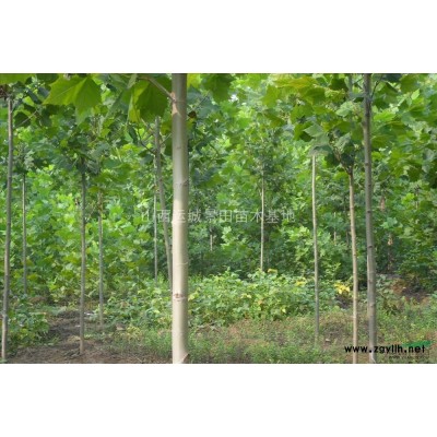 *白皮松*新報(bào)價(jià)·50公分60公分70公分白皮松*新價(jià)格