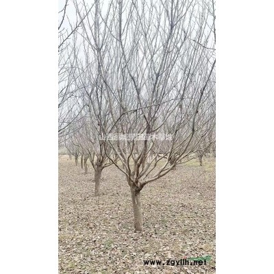 白菜價(jià)格出售白皮松·50公分60公分70公分白皮松產(chǎn)地詳情