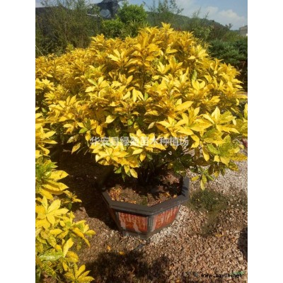 福建小葉欖仁15公分價(jià)格750  批發(fā)/供應(yīng)