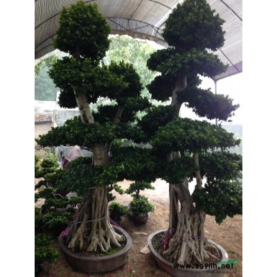 老人葵圖片\老人葵報(bào)價(jià)