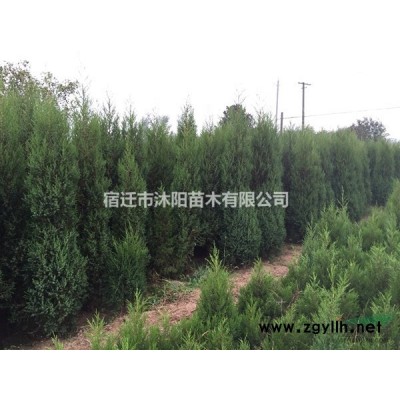 魚腥草價格_魚腥草圖片_魚腥草產地綠化苗木苗圃基地