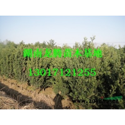 湖南造型榆樹、榆樹樁、榆樹古樁盆景