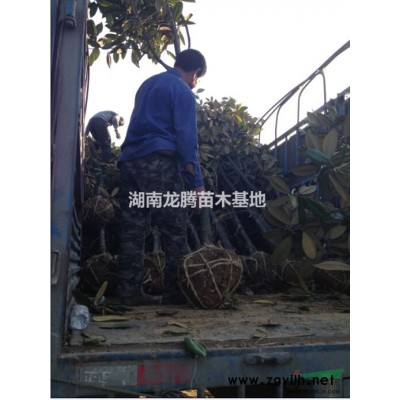 白蠟、造型白蠟、白蠟樹、白蠟古樁盆景、白蠟小苗