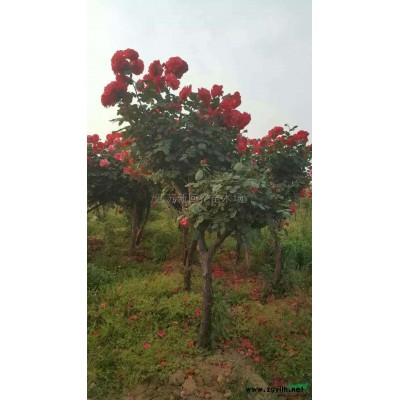 江蘇臘梅基地新報價/臘梅基地圖片