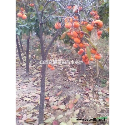 15公分山楂樹冠幅3米=15公分山楂樹高度3米=山楂樹全冠價