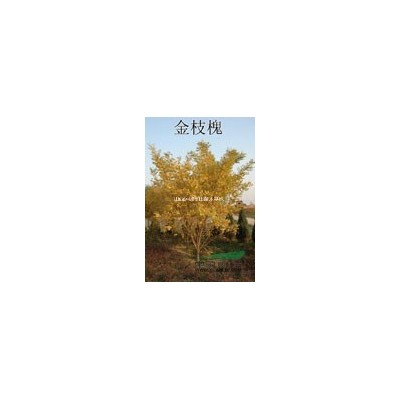 緊急出售10公分山楂樹·緊急供應10公分山楂樹·10公分山楂