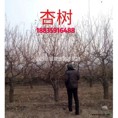 3公分3公分3公分紅葉李價格·4公分4公分4公分紫葉李價格