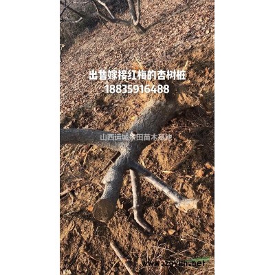 紅葉李哪里多？山西運城種植紅葉李的多？10公分紅葉李多少錢