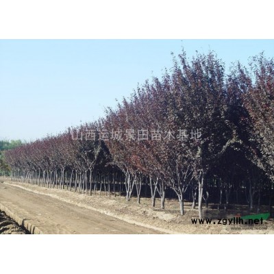 6公分6公分櫻桃樹·6公分左右櫻桃樹價格·6公占地櫻桃樹價格