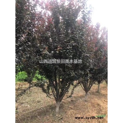 山西供應(yīng)地徑10-20公分柿子樹(shù)10-30公分柿子樹(shù)價(jià)格產(chǎn)地