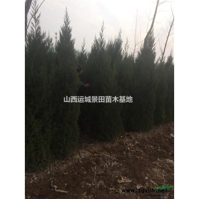 山西大規格櫻桃樹量大15公分櫻桃樹20公分櫻桃樹25公分櫻桃
