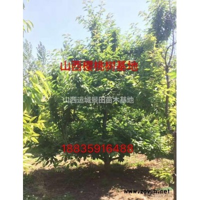 棗樹*新價格8-10公分棗樹·10-12公分棗樹價格產地詳情