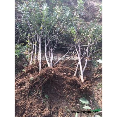 40公分占地柿子樹價格·占地柿子樹價格·山西柿子樹價格供應