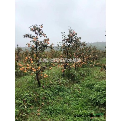 哪里有核桃樹？10公分核桃樹哪有賣？10公分占地核桃樹多少錢