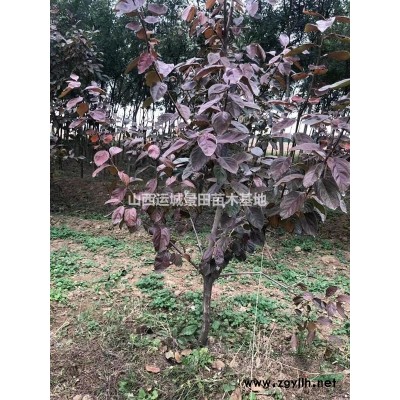 薄皮核桃樹報價·6公分8公分10公分12公分運城薄皮核桃樹