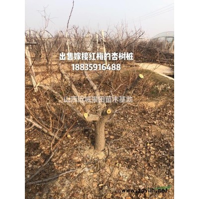 桃樹基地_千畝桃樹種植基地_公司加農戶桃樹種植合作社