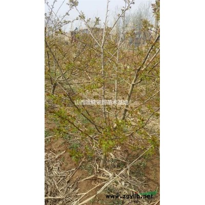 山西紫葉李基地在哪里?山西運(yùn)城紫葉李基地聯(lián)系地址詳情