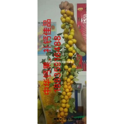 運城杏樹種植_基地10公分杏樹樁15公分杏樹樁價格