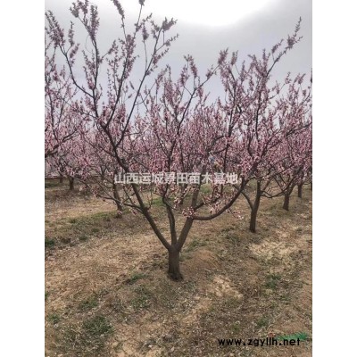 供應國槐報價15-18公分國槐·20公分國槐行道樹價格
