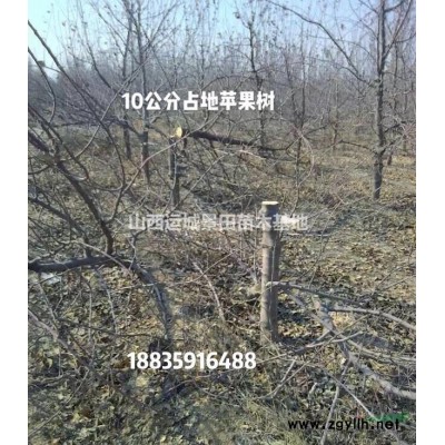 哪里是柿子樹主產地？哪里甜柿子樹多？陽豐柿子樹基地在哪里？