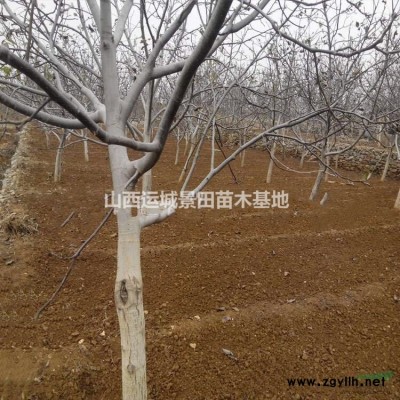 3公分山杏大概價格·4公分山杏·5公分山杏基地詳情報價