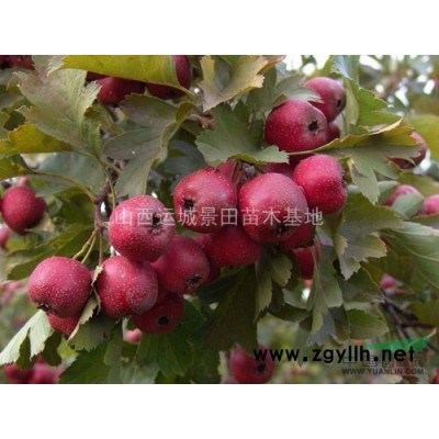 石榴樹基地·山西石榴樹·運城石榴樹批發種植基地