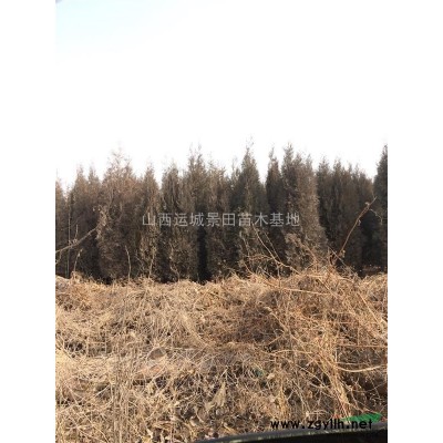 粗度20公分櫻桃樹價格·粗度25公分櫻桃樹報價·供應大櫻桃樹