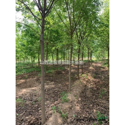 山楂苗基地·3公分4公分5公分6公分品種山楂苗多少錢批發