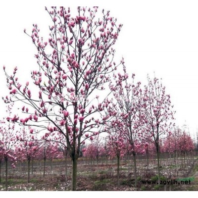 灑金柏球50公分冠幅、60公分冠幅、70公分冠幅大量供應