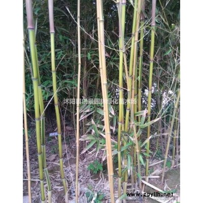 [毛鵑]毛鵑苗_報價表_圖片_產地行情-地被灌木