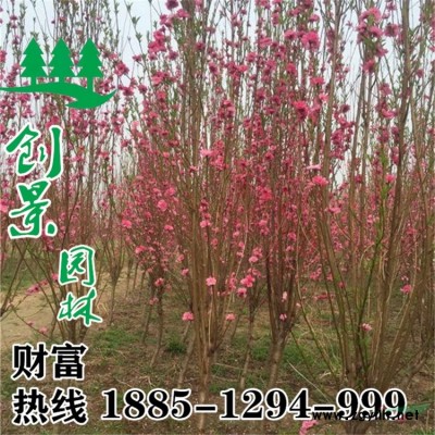 常年大量供應優質三裂繡線菊、移栽成活率高、基地直銷