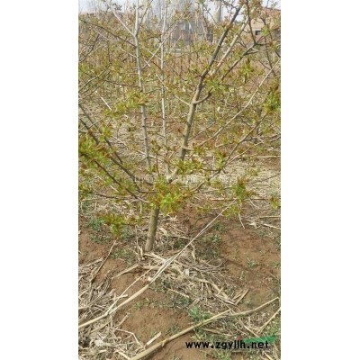 1-30公分柿子樹價格·1-30公分柿子樹價格·柿子樹圖片