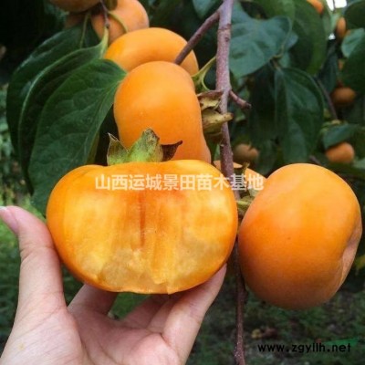 山楂樹價格·5公分山楂樹·15公分山楂樹·25公分山楂樹供應
