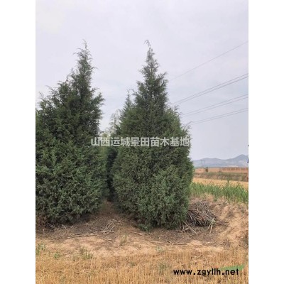 6公分山楂樹多少錢·哪里有山楂樹？·山西6公分山楂樹價(jià)格