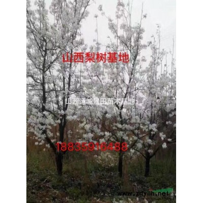 3公分3公分山楂樹·5公分5公分山楂樹·占地山楂樹價(jià)格