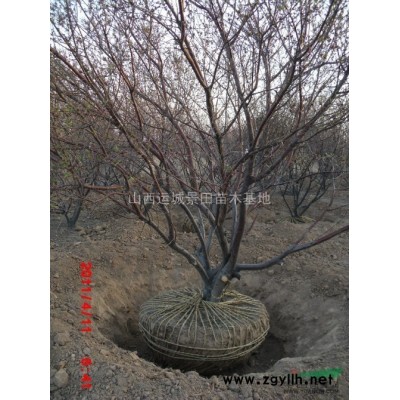 山楂樹5公分·5公分山楂樹圖片·5公分山楂樹產(chǎn)地·山楂樹詳情