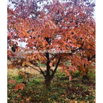 供應3-10公分桃樹·山西桃樹種植基地信息·山西桃樹價格行情