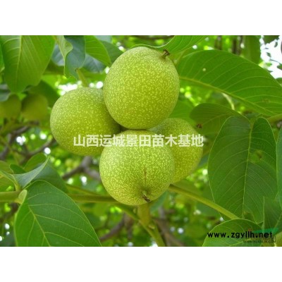 杏樹種植產地·杏樹產地信息·杏樹產地山西杏樹供應