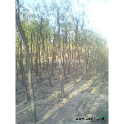 6公分金葉榆價格·5-8公分金葉榆圖片·供應山西地區金葉榆