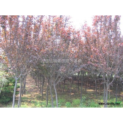 3公分山楂樹·山楂苗價格·山西山楂樹價格·3公分山楂樹產(chǎn)地