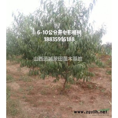 地徑3公分高度2米蜀儈價格·地徑5公分高度3米蜀儈高清圖片